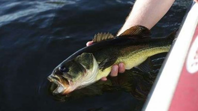 İnsan faaliyetleri, tatlı su balıklarının neslini tüketiyor!