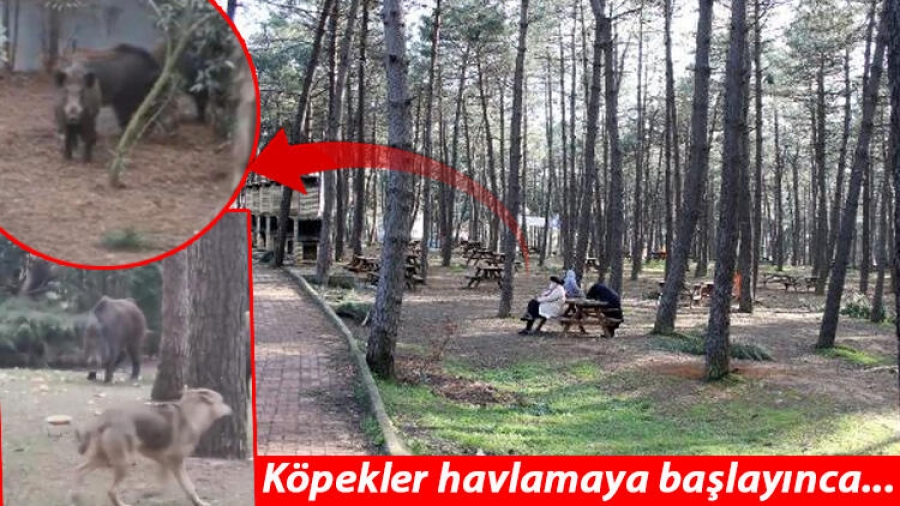 İstanbul’un göbeğine domuz sürüsü indi! Piknik yapanlar büyük şok yaşadı