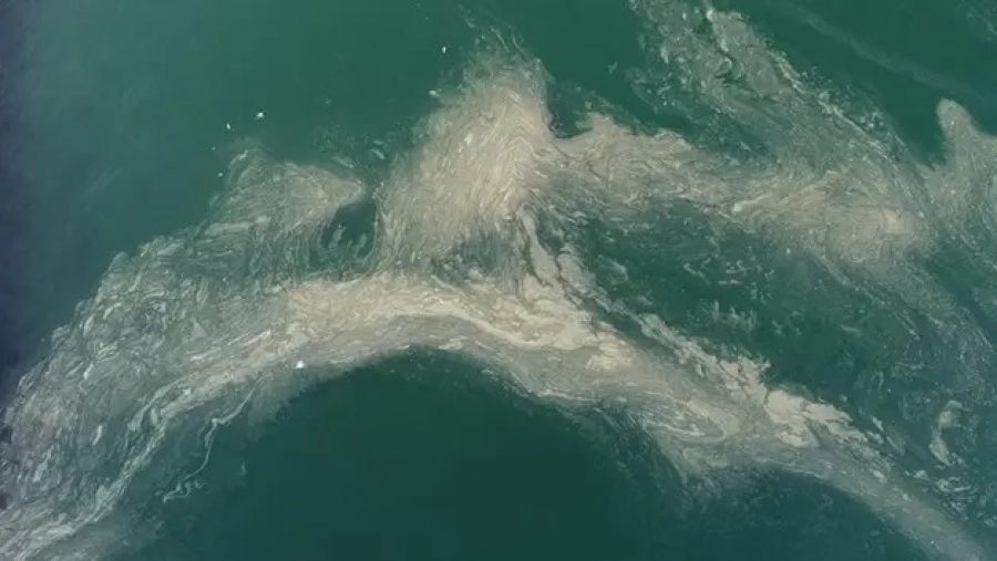 Marmara Denizi’nden sonra Bandırma Körfezi’nde de görüldü!