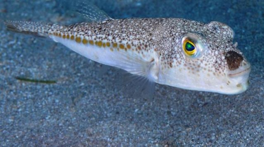 Balon Balığı İçin Ödül Verilecek