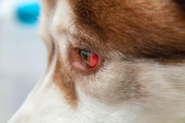 My Dog Has Bloodshot Eyes - Red Eyes in Dogs
