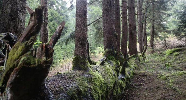 öğrencilerin diktiği ağaçlar düğün salonu için kesildi