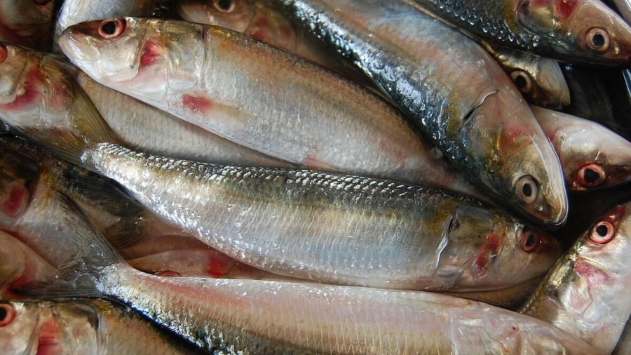 Hazırlanın Lezzetli balıklar yakında sofrada