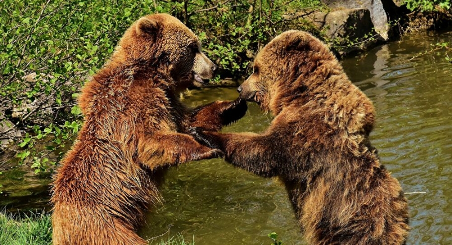 Havuz partisini ayılar bastı