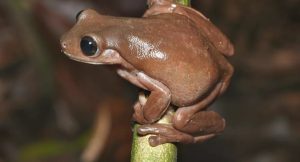 Yağmur Ormanlarından Çikolata kurbağa