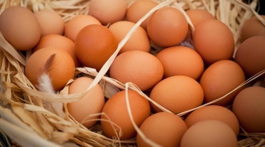 Organik Yumurta Nasıl Anlaşılır ?