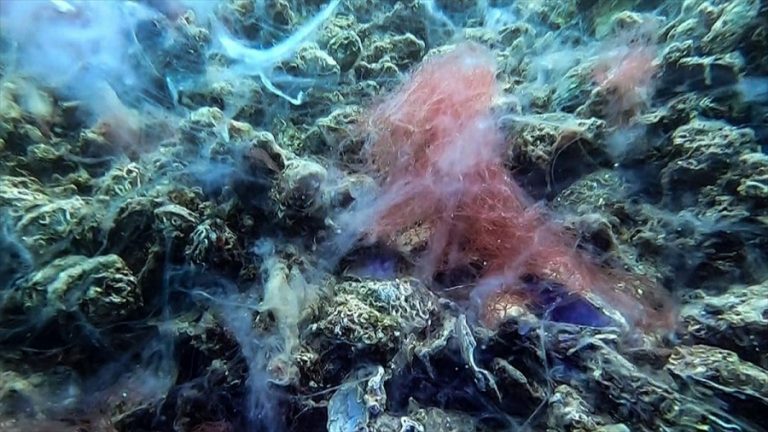 Müsilaj Denizin Dibini Örümcek gibi sardı