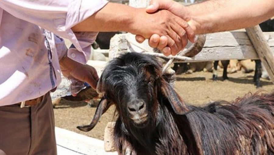 BAYRAMA GÜNLER KALA KURBANLIK FİYATLARI BELLİ OLDU