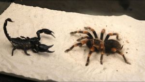 İki Ölümcül canavardan hangisi önde