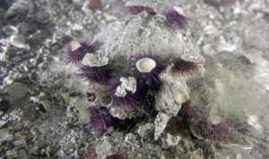 Marmara Denizi’nde Yeni Tehlike!